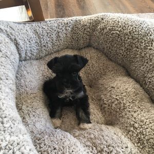 Meet your Posher, Laura kay